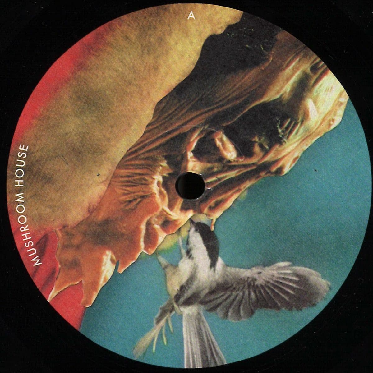 Kapote pres Mushroom House Vol 1