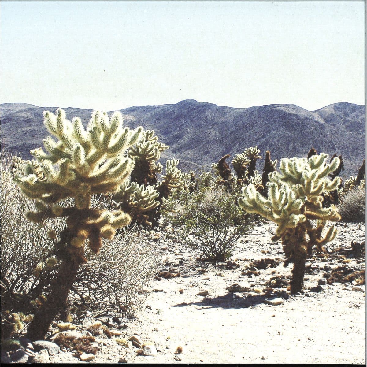 Due In Color LP 2x12"