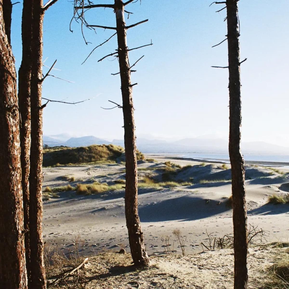 Your Medal's In The Post / Primordial Slot Machine