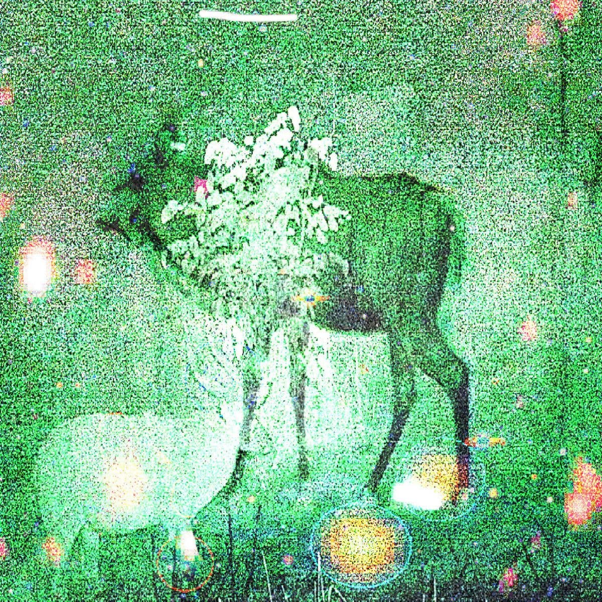 Wombs And Alien Spirits LP